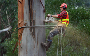 tree lopping