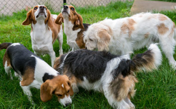 CRISPR Gene Editing Targets Disease-Producing Gene in Cloned Beagles